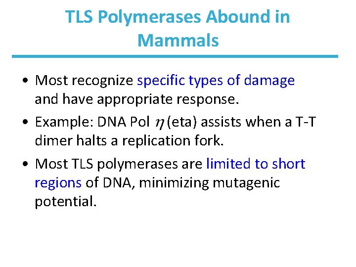 TLS Polymerases Abound in Mammals • Most recognize specific types of damage and have