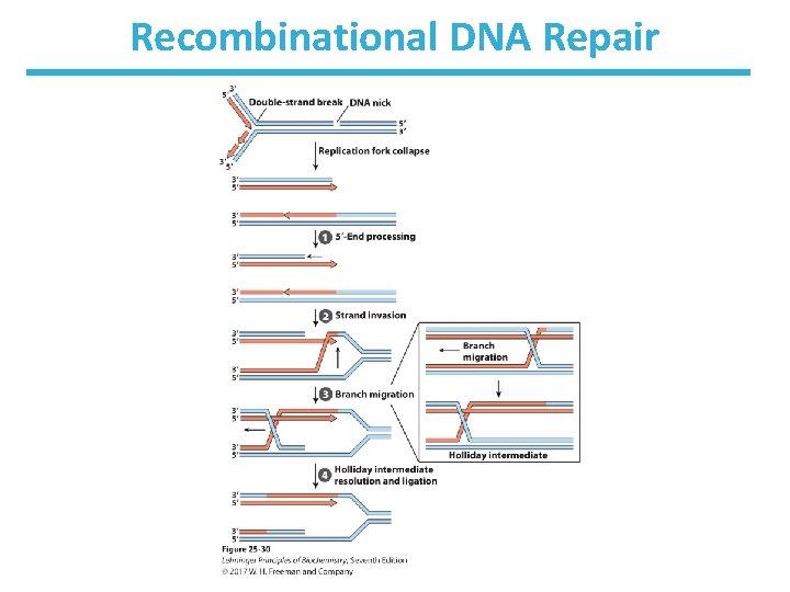 Recombinational DNA Repair 