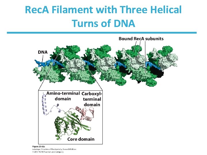 Rec. A Filament with Three Helical Turns of DNA 