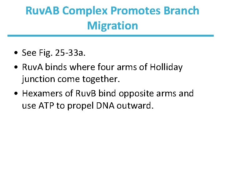 Ruv. AB Complex Promotes Branch Migration • See Fig. 25 -33 a. • Ruv.