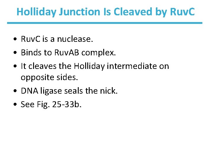 Holliday Junction Is Cleaved by Ruv. C • Ruv. C is a nuclease. •