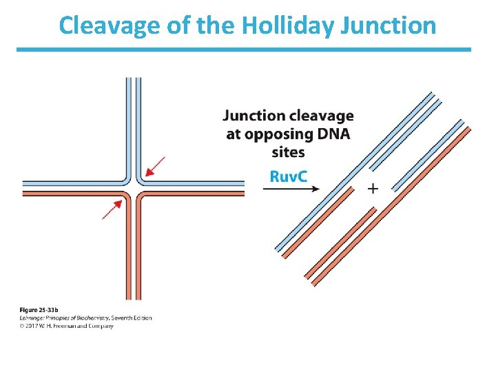Cleavage of the Holliday Junction 