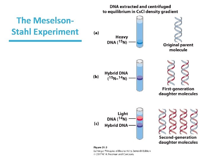 The Meselson. Stahl Experiment 