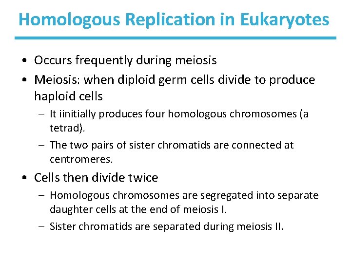 Homologous Replication in Eukaryotes • Occurs frequently during meiosis • Meiosis: when diploid germ