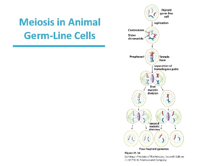 Meiosis in Animal Germ-Line Cells 