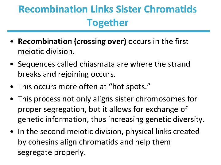 Recombination Links Sister Chromatids Together • Recombination (crossing over) occurs in the first meiotic