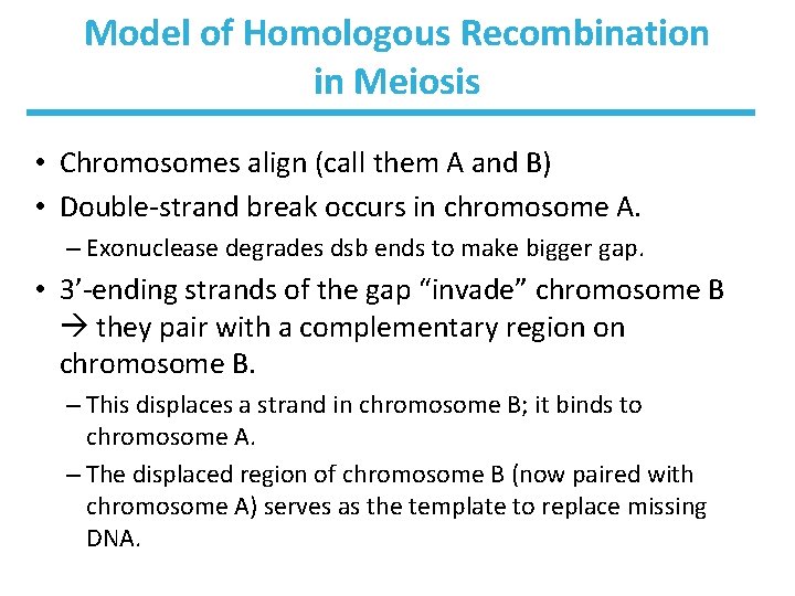 Model of Homologous Recombination in Meiosis • Chromosomes align (call them A and B)