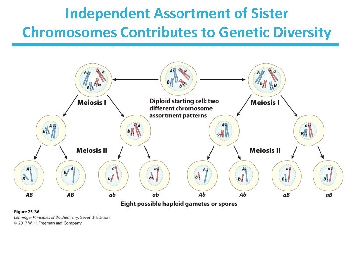 Independent Assortment of Sister Chromosomes Contributes to Genetic Diversity 