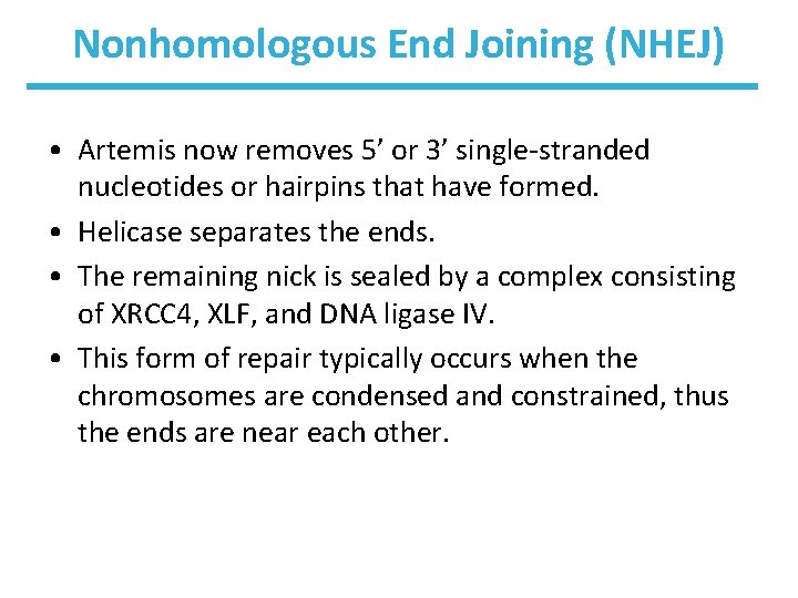 Nonhomologous End Joining (NHEJ) • Artemis now removes 5’ or 3’ single-stranded nucleotides or