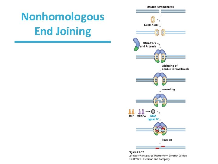 Nonhomologous End Joining 