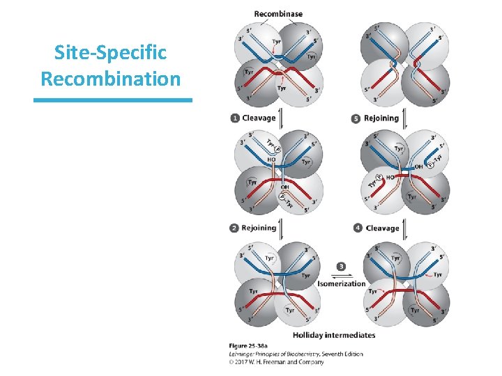 Site-Specific Recombination 