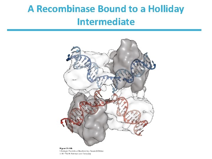 A Recombinase Bound to a Holliday Intermediate 