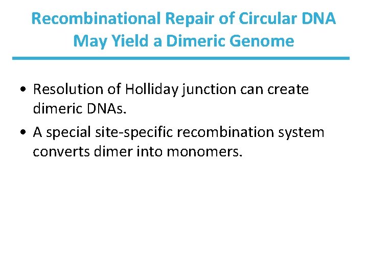 Recombinational Repair of Circular DNA May Yield a Dimeric Genome • Resolution of Holliday