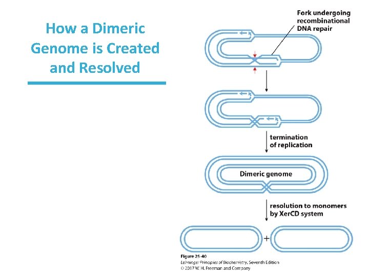 How a Dimeric Genome is Created and Resolved 