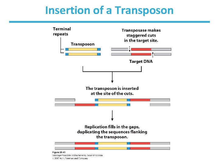 Insertion of a Transposon 