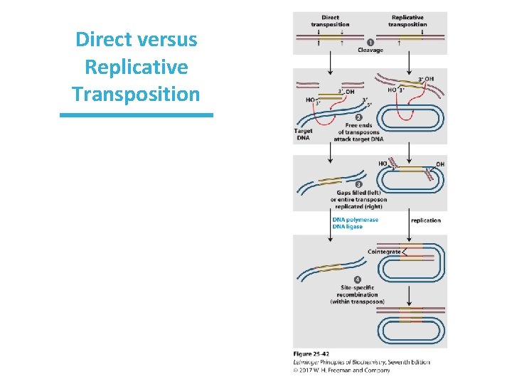 Direct versus Replicative Transposition 