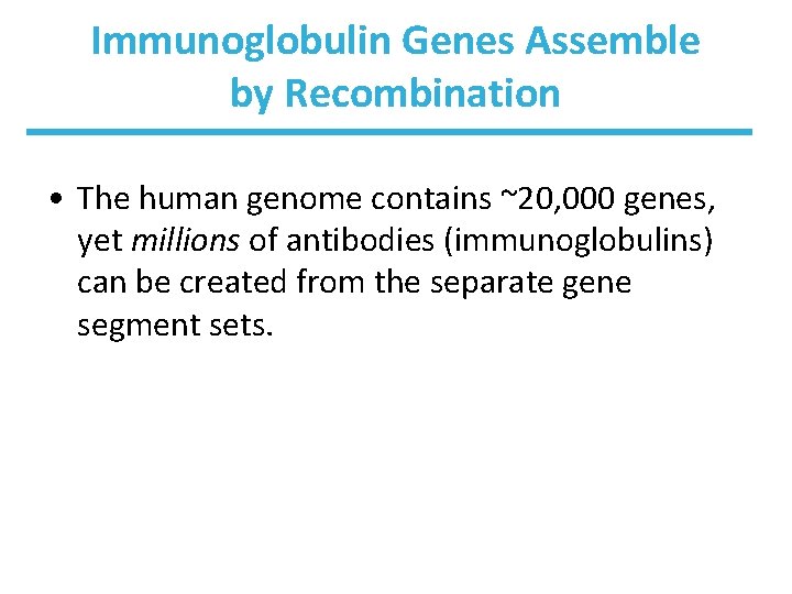 Immunoglobulin Genes Assemble by Recombination • The human genome contains ~20, 000 genes, yet