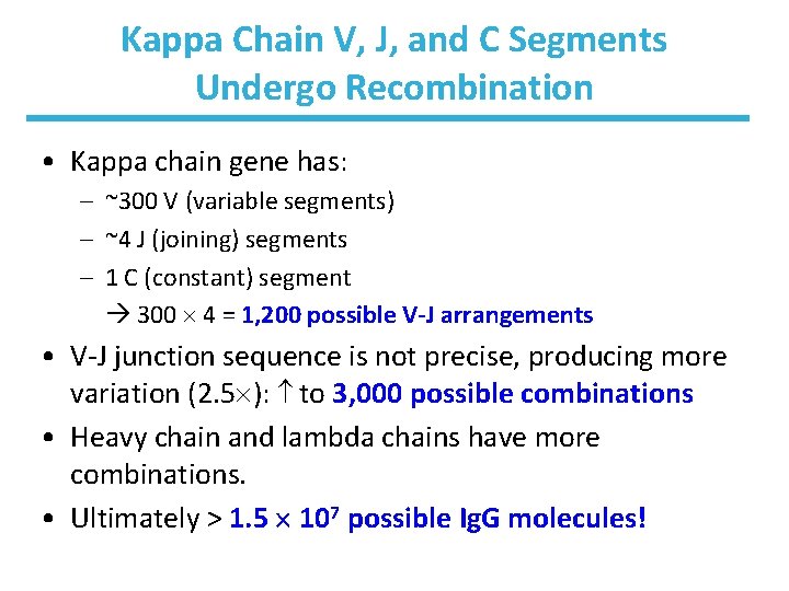 Kappa Chain V, J, and C Segments Undergo Recombination • Kappa chain gene has: