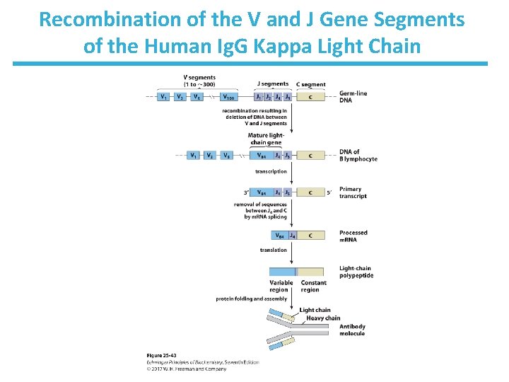 Recombination of the V and J Gene Segments of the Human Ig. G Kappa