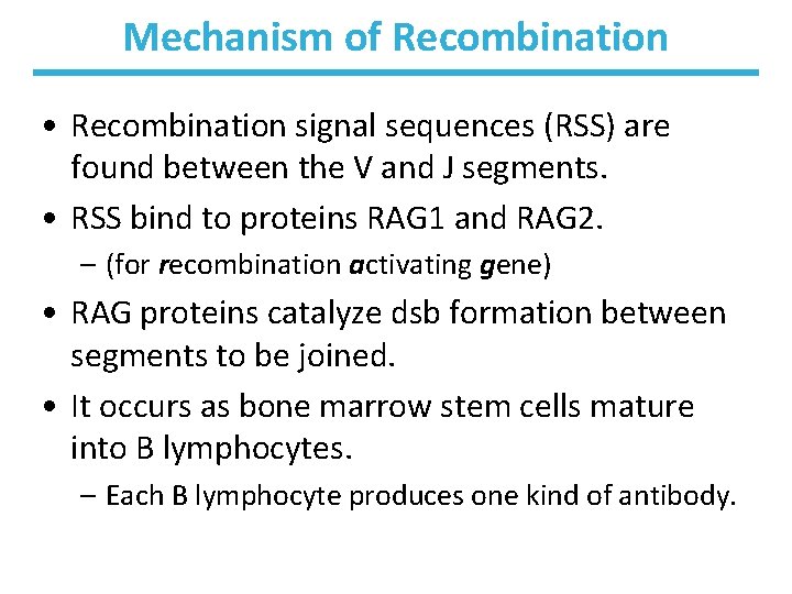 Mechanism of Recombination • Recombination signal sequences (RSS) are found between the V and