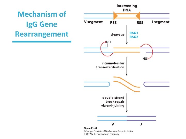 Mechanism of Ig. G Gene Rearrangement 