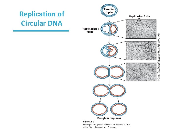 Replication of Circular DNA 