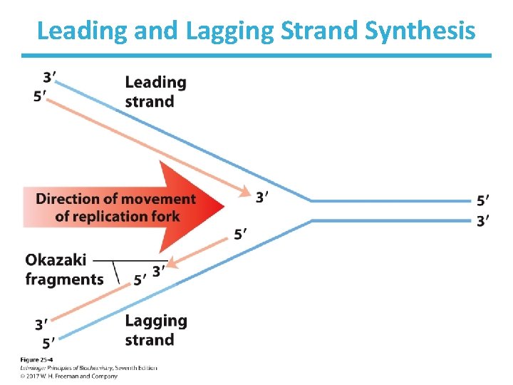 Leading and Lagging Strand Synthesis 