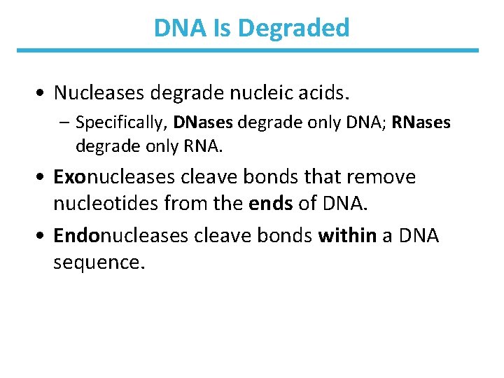 DNA Is Degraded • Nucleases degrade nucleic acids. – Specifically, DNases degrade only DNA;