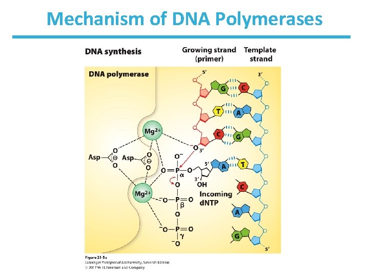 Mechanism of DNA Polymerases 