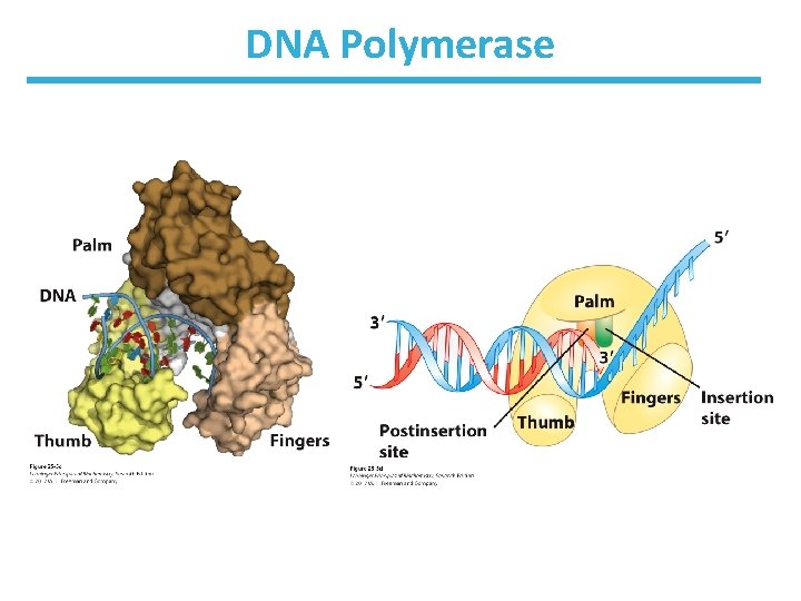 DNA Polymerase 