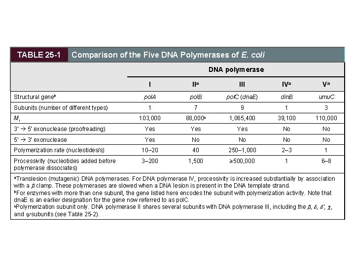TABLE 25 -1 Comparison of the Five DNA Polymerases of E. coli DNA polymerase