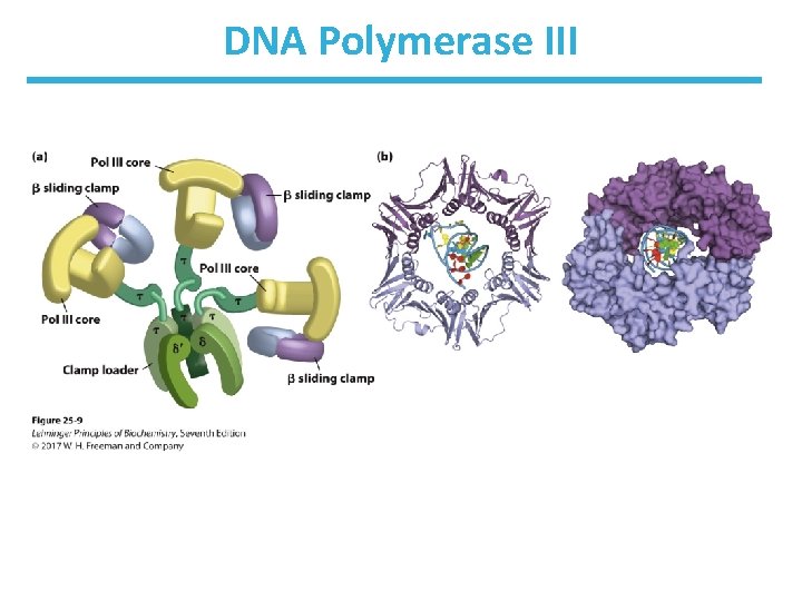 DNA Polymerase III 