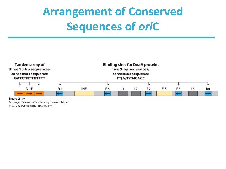 Arrangement of Conserved Sequences of ori. C 