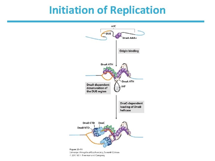 Initiation of Replication 