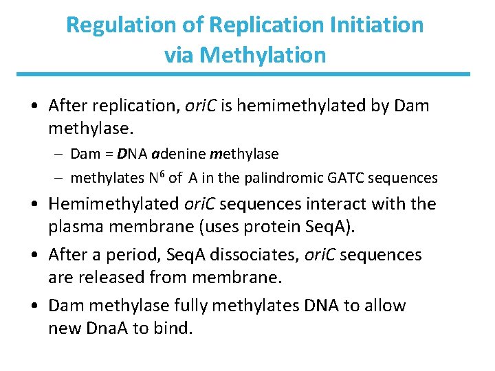 Regulation of Replication Initiation via Methylation • After replication, ori. C is hemimethylated by