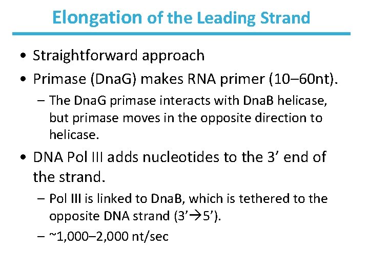 Elongation of the Leading Strand • Straightforward approach • Primase (Dna. G) makes RNA