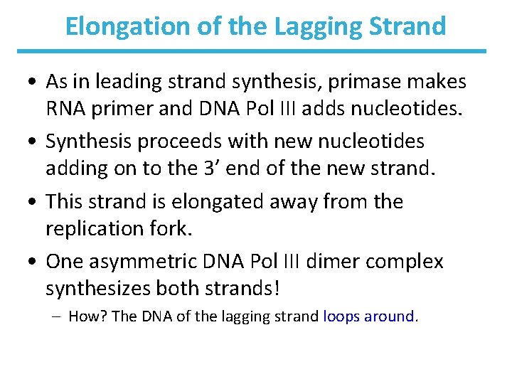 Elongation of the Lagging Strand • As in leading strand synthesis, primase makes RNA