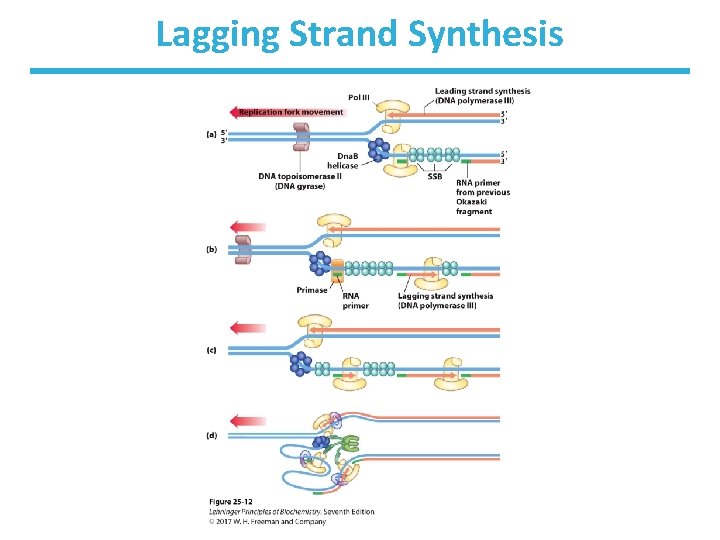 Lagging Strand Synthesis 