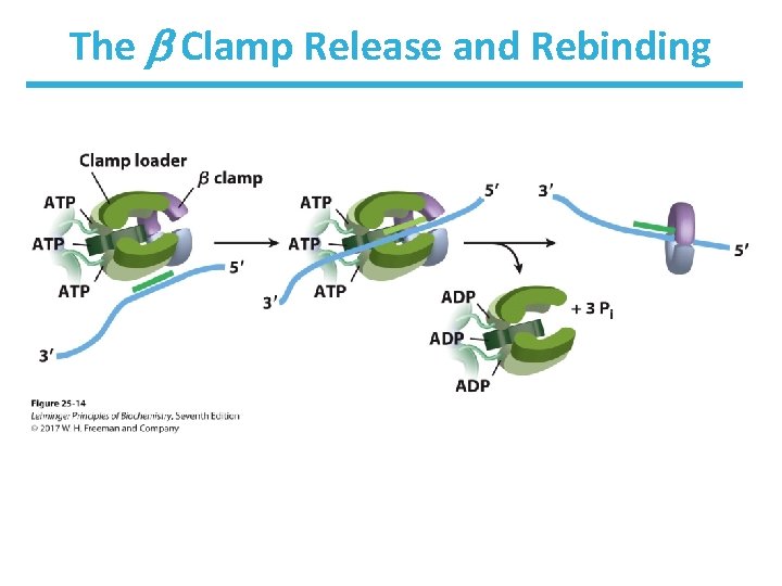The Clamp Release and Rebinding 