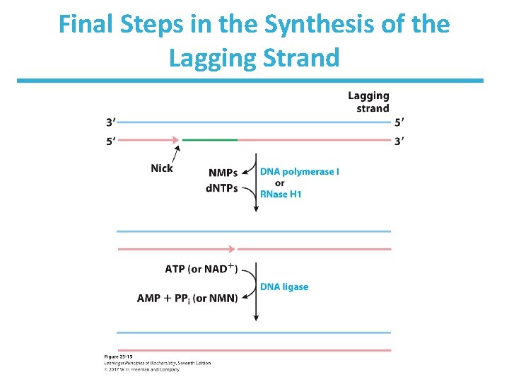 Final Steps in the Synthesis of the Lagging Strand 