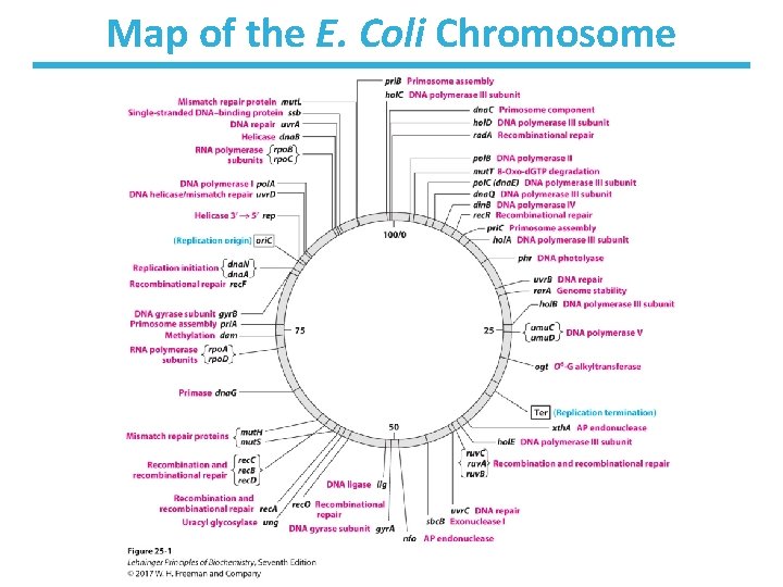 Map of the E. Coli Chromosome 