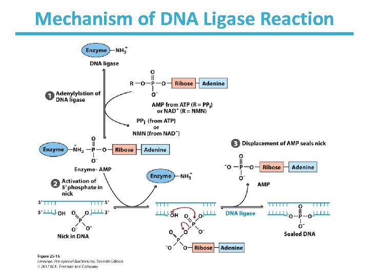 Mechanism of DNA Ligase Reaction 