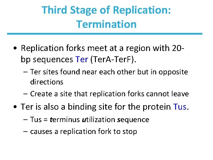 Third Stage of Replication: Termination • Replication forks meet at a region with 20