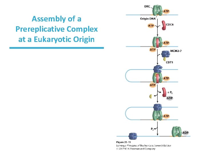 Assembly of a Prereplicative Complex at a Eukaryotic Origin 