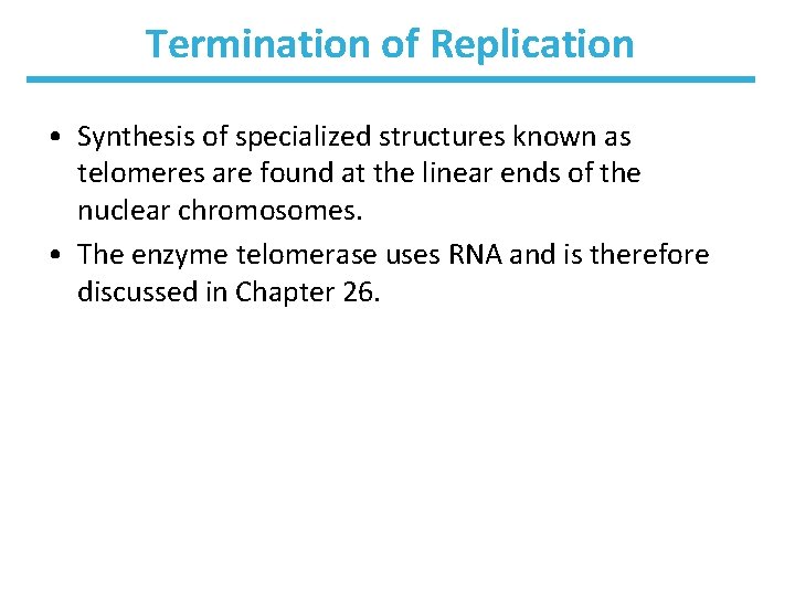 Termination of Replication • Synthesis of specialized structures known as telomeres are found at