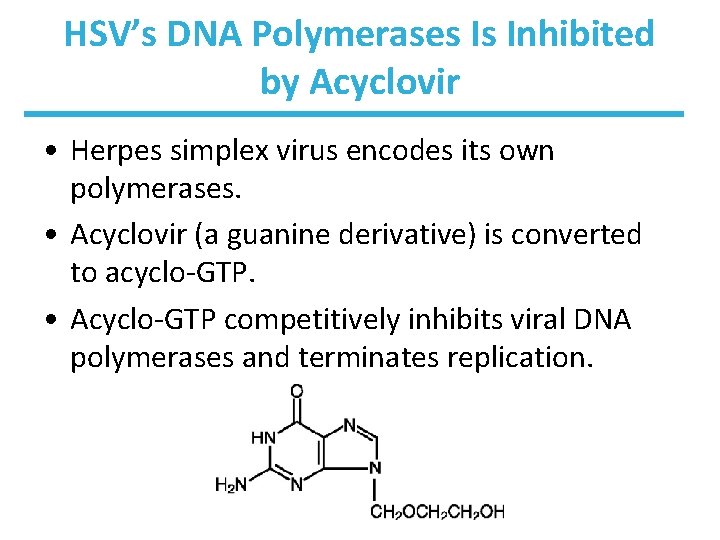 HSV’s DNA Polymerases Is Inhibited by Acyclovir • Herpes simplex virus encodes its own