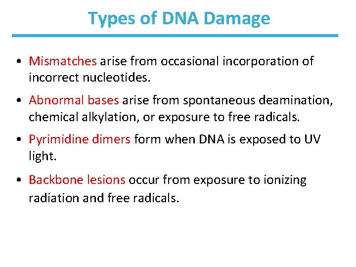 Types of DNA Damage • Mismatches arise from occasional incorporation of incorrect nucleotides. •