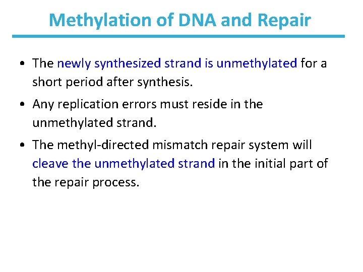 Methylation of DNA and Repair • The newly synthesized strand is unmethylated for a