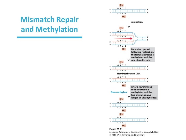 Mismatch Repair and Methylation 