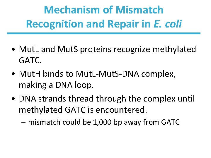 Mechanism of Mismatch Recognition and Repair in E. coli • Mut. L and Mut.
